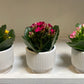 Kalanchoe 2” pot