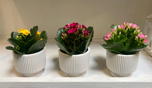 Kalanchoe 2” pot