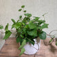 Ivy - Montgomery 6"