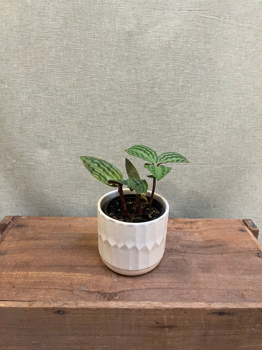 Jewel Orchid-3.5”