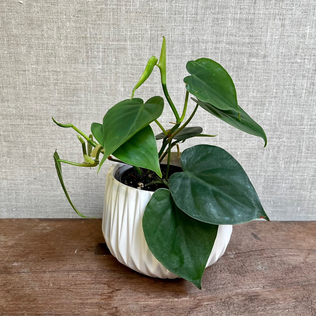 Philodendron Cordatum