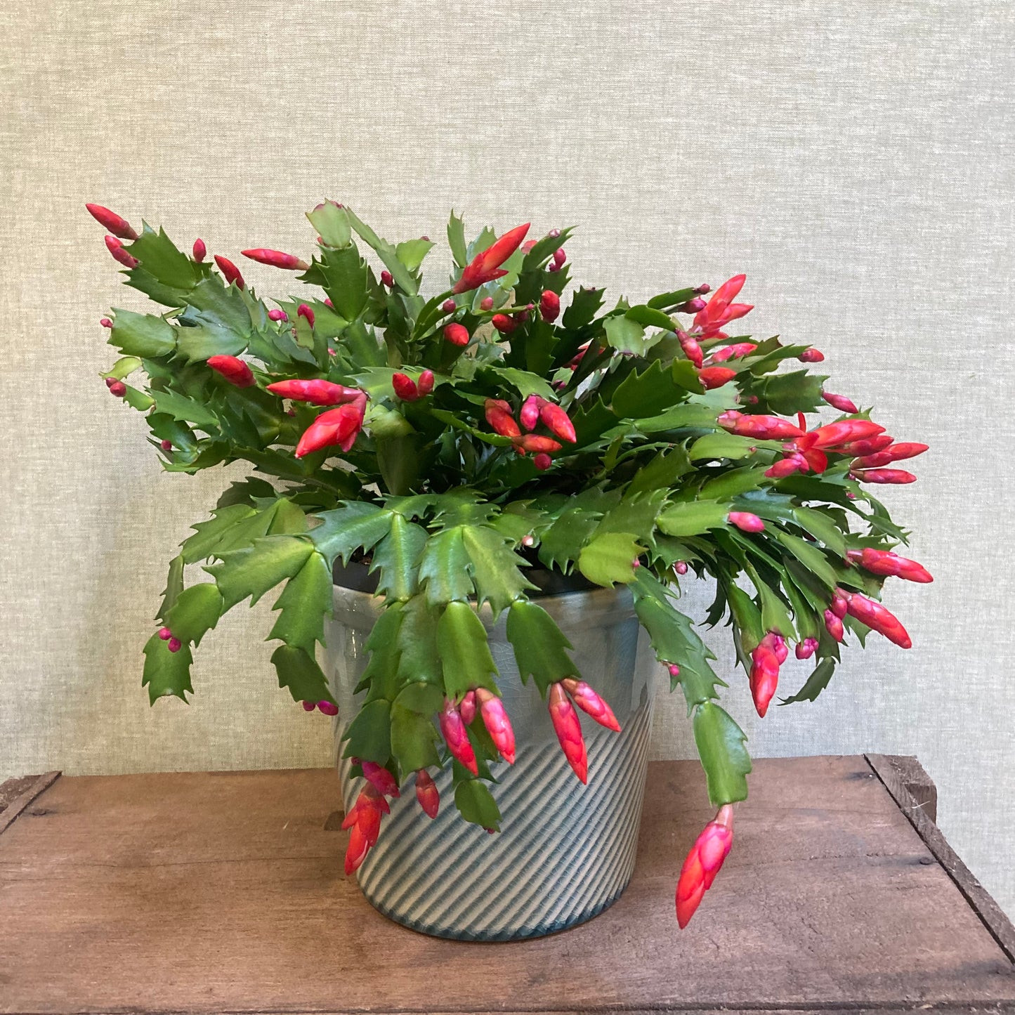 Christmas Cactus 6”