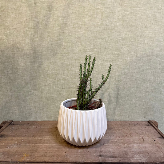 Euphorbia Aeruginosa- 3.25"