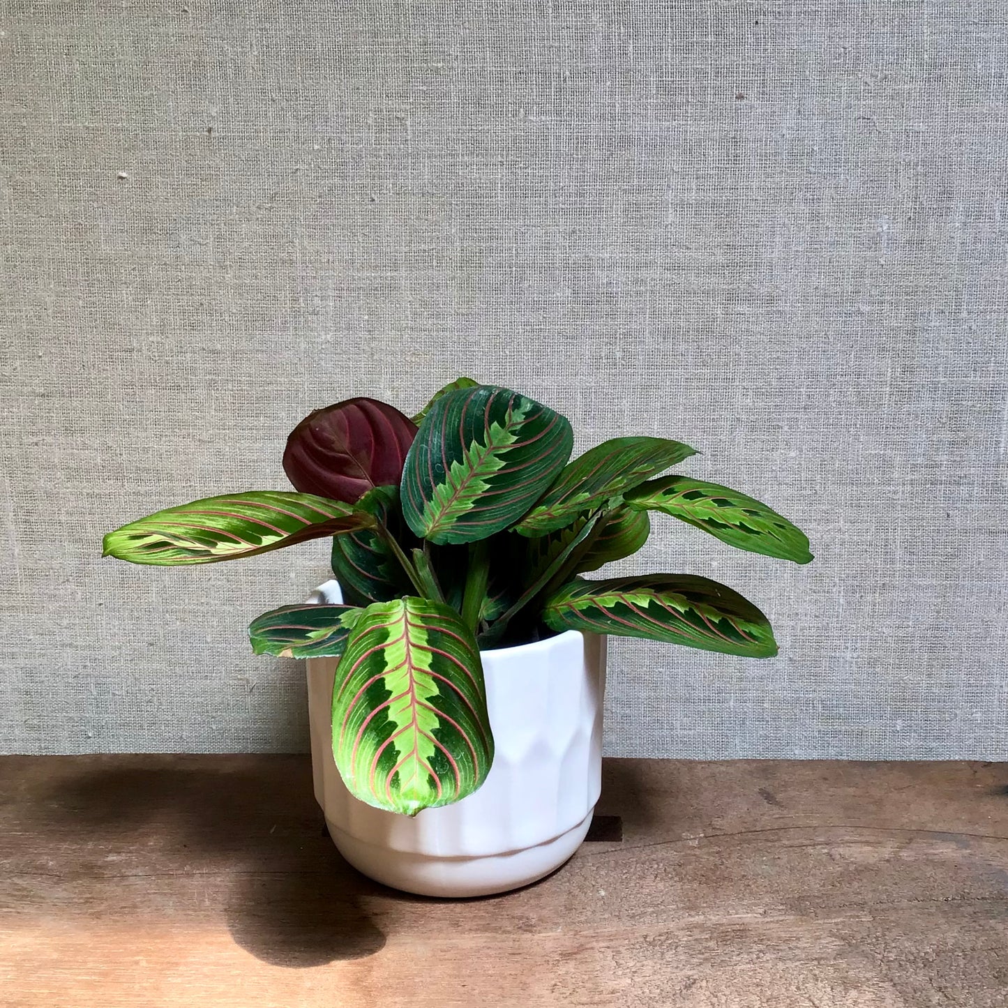 Prayer plant - Red