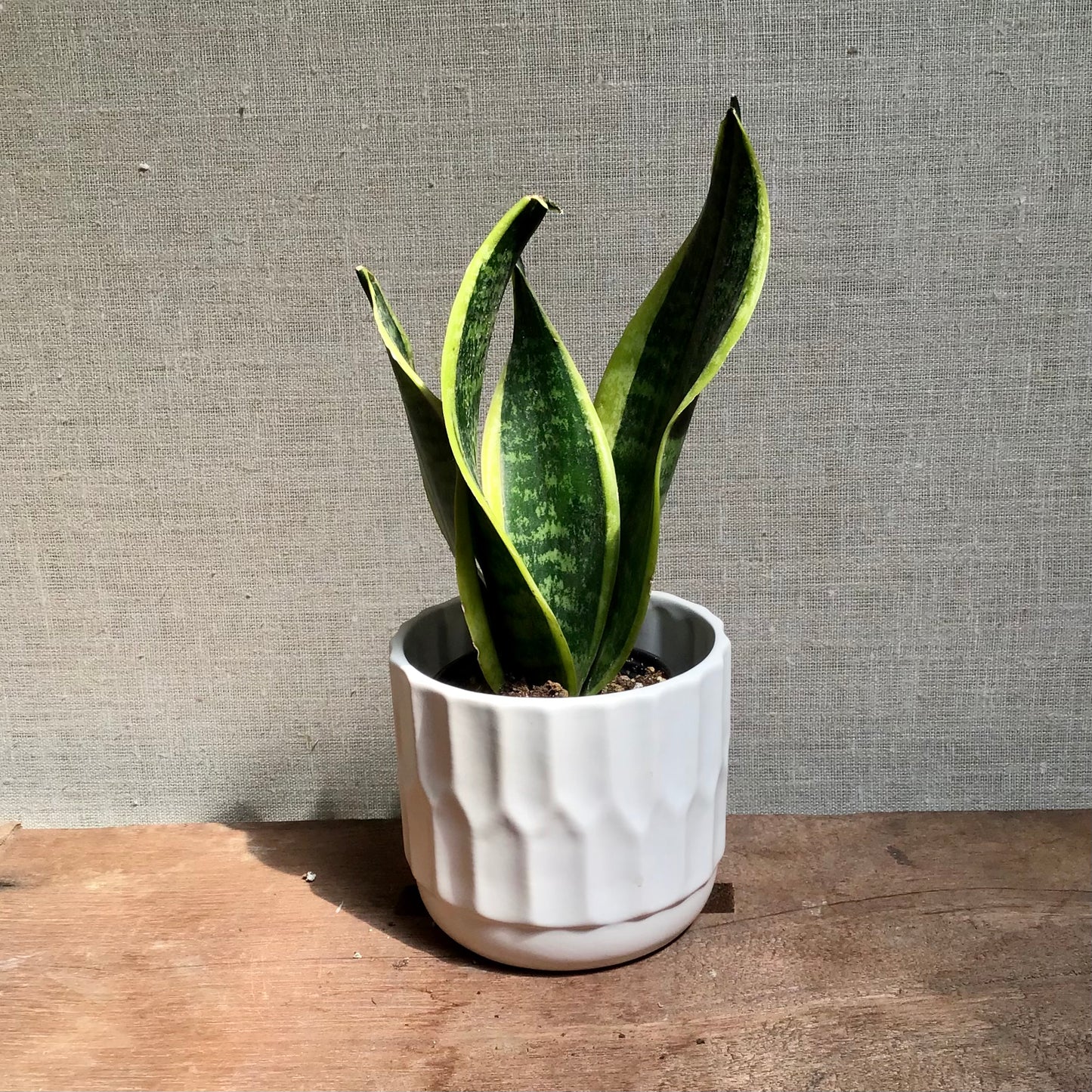 Snake plant (Sanseveria)- 3.5"