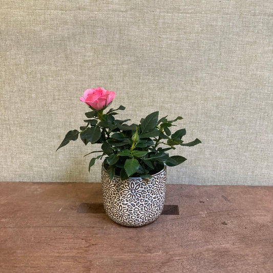 Rose 2.5” pot