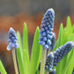 Spring Bulbs in 4” pot