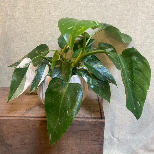 Philodendron White Wizard- 6”