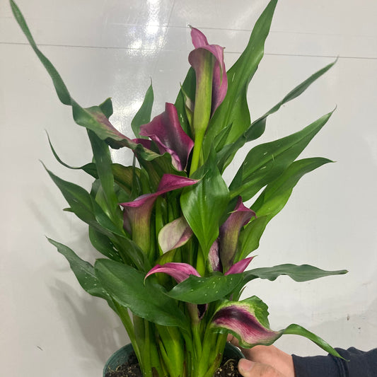 Calla Lily - 6" pot