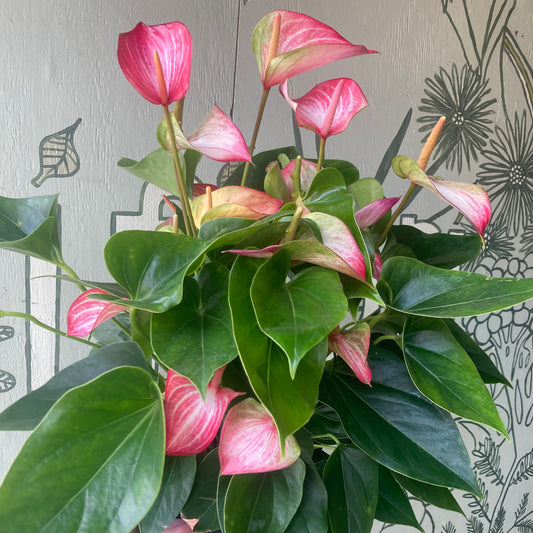 Anthurium XL 8" pot