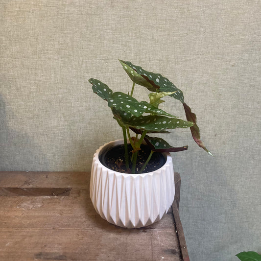 Begonia Maculata 4”