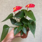 Anthurium 3” pot