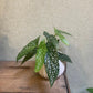 Begonia Maculata 4”