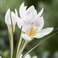 Spring Bulbs in 4” pot