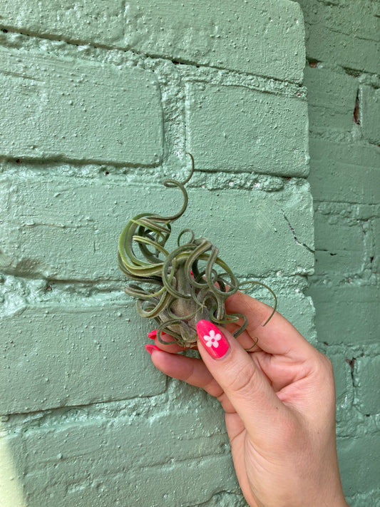 Air Plant Roulette
