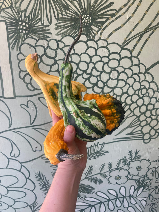 Decorative Gourd