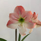 Amaryllis Bulb