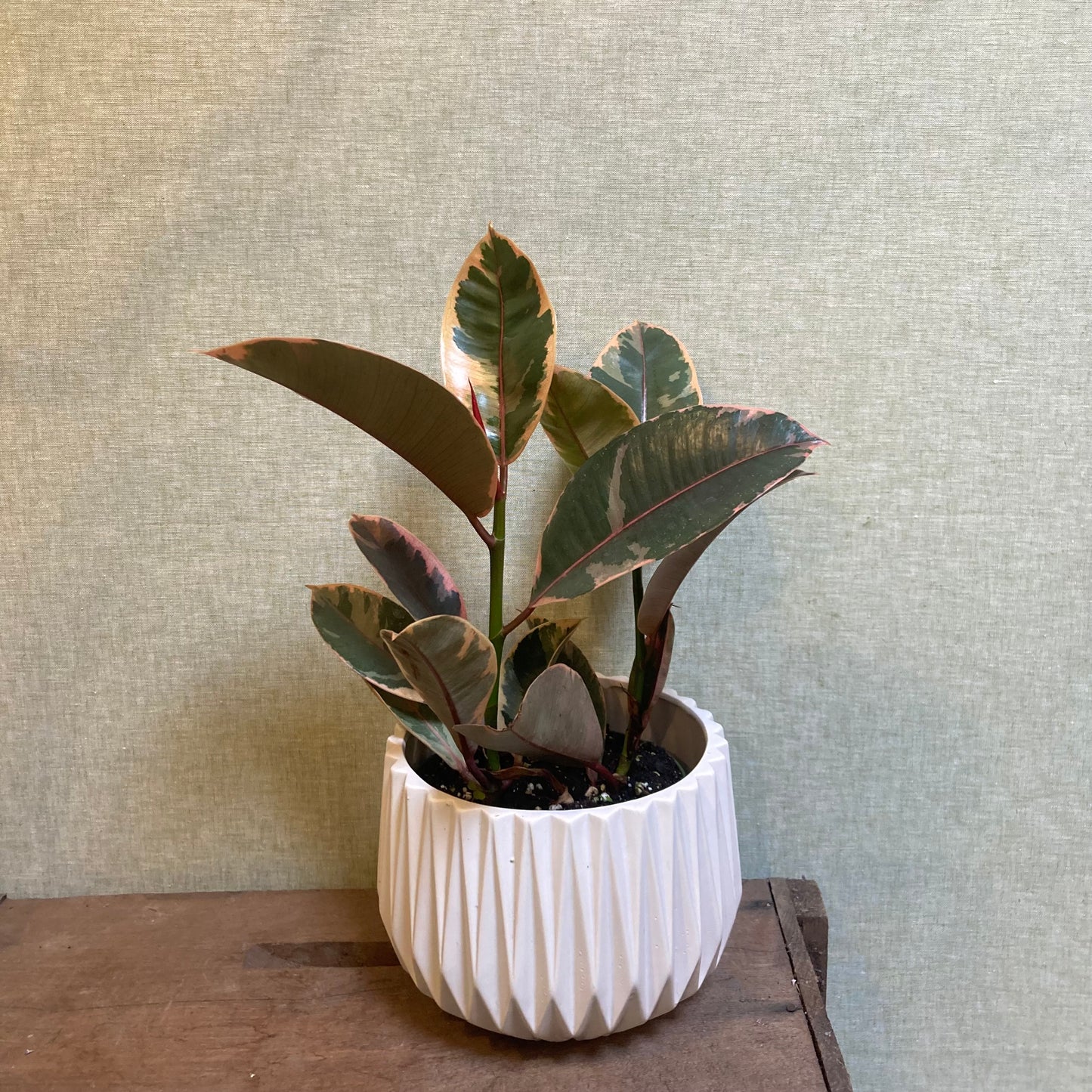 Rubber Plant (Ficus Elastica) Variegated