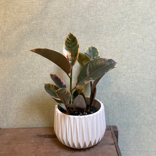Rubber Plant (Ficus Elastica) Variegated