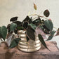 Philodendron Micans