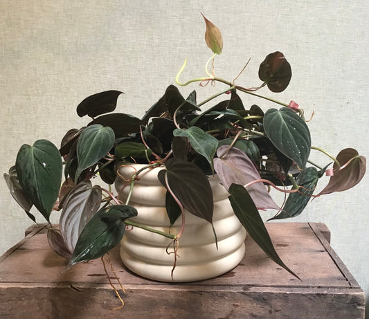 Philodendron Micans