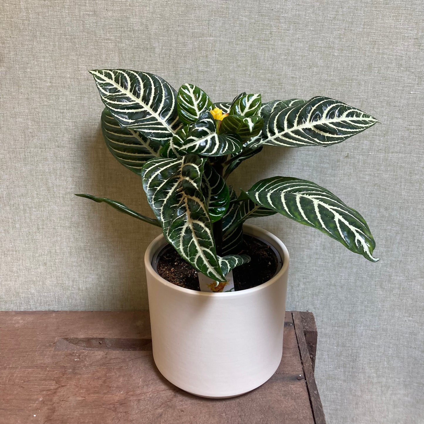 Zebra Plant - Aphelandra 6”