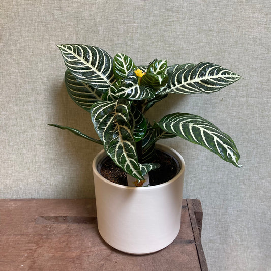 Zebra Plant - Aphelandra 6”