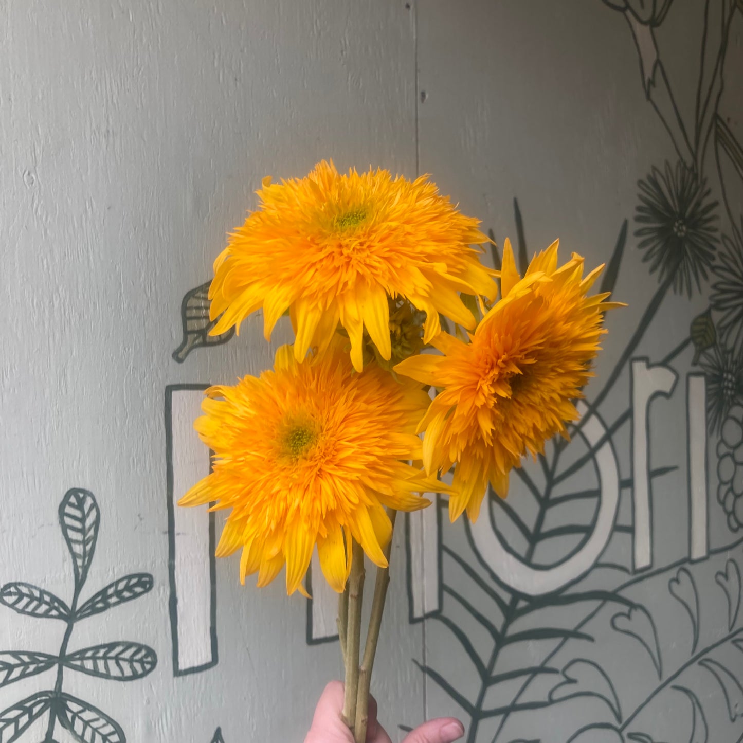 Sunflower