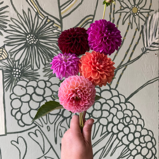 Dahlia bunch