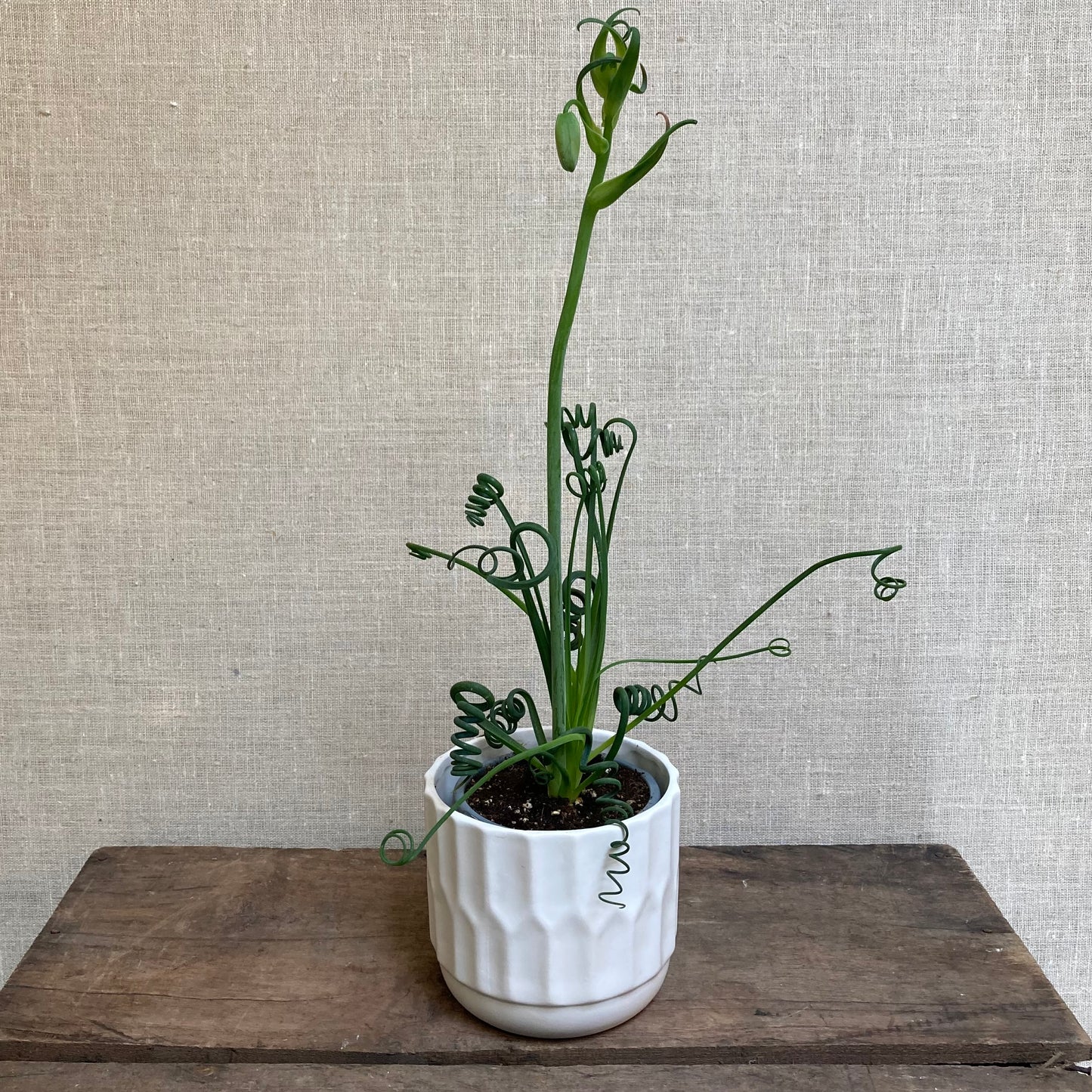 Albuca Spiralis - Frizzle in 3.5” pot