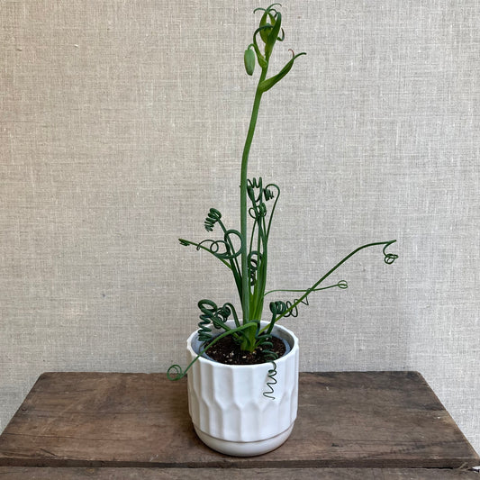 Albuca Spiralis - Frizzle in 3.5” pot
