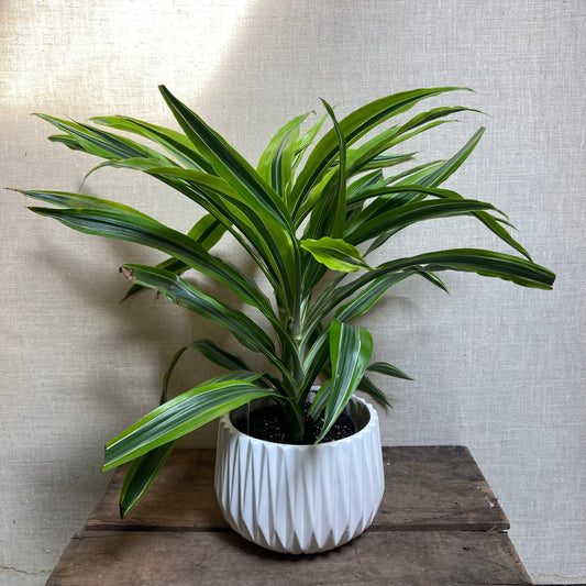 Dracaena - Lemon lime