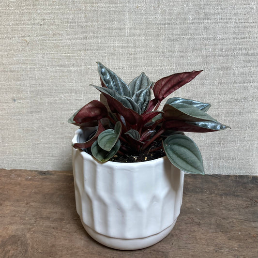 Pepperomia Frost – 3.5" Pot
