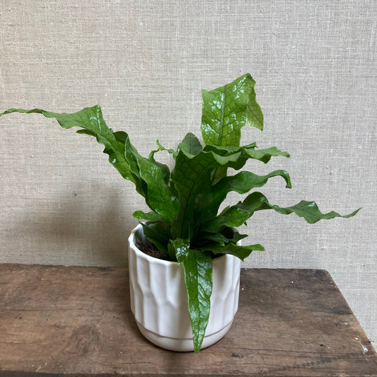 Fern - Crocodile Fern 4"