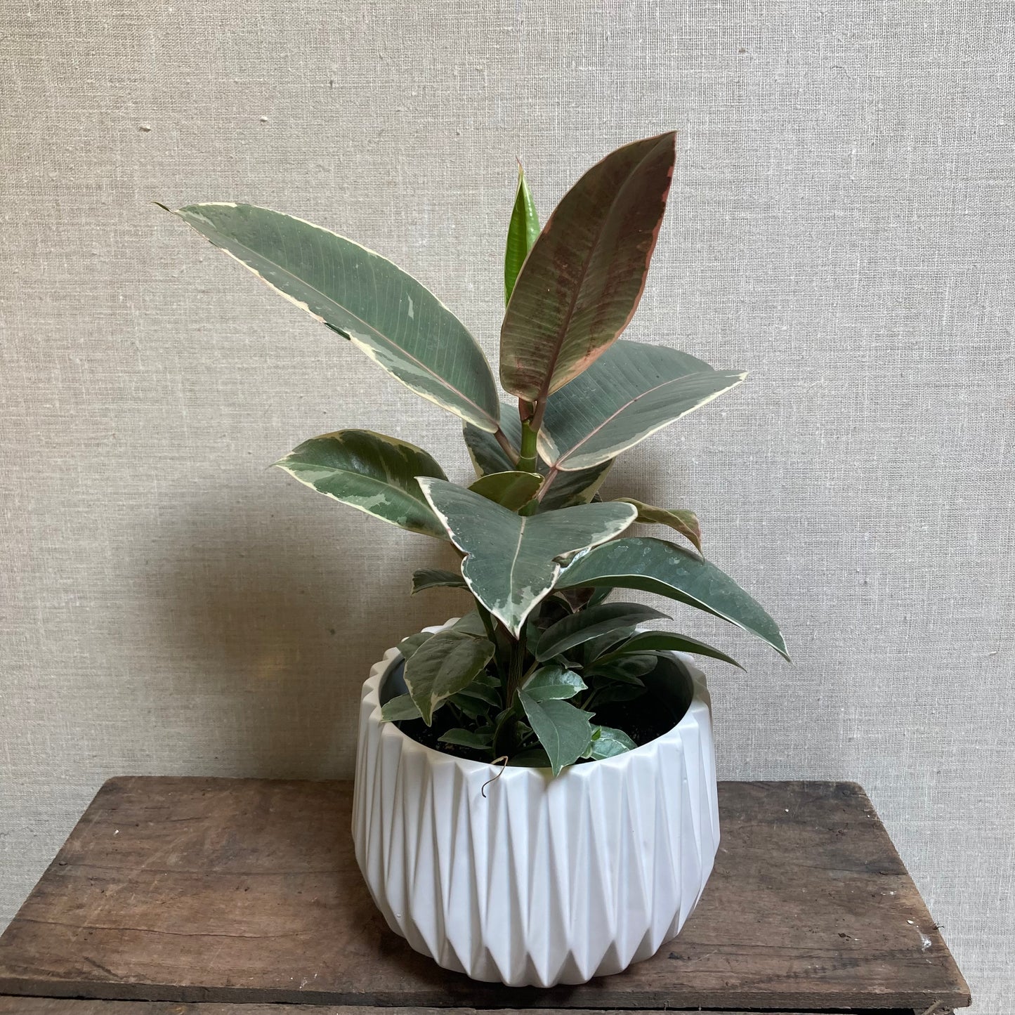 Rubber Plant Variegated (Ficus Elastica)