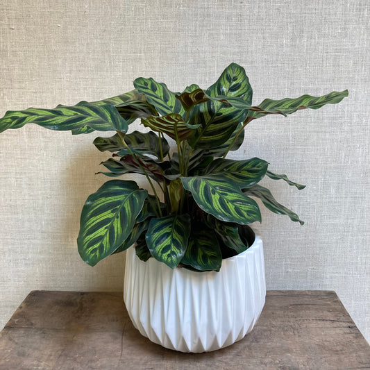 Calathea - Makoyana