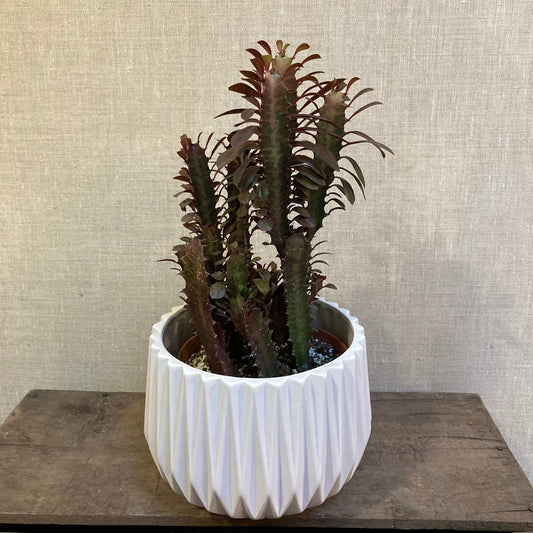 Euphorbia Trigona - 6”