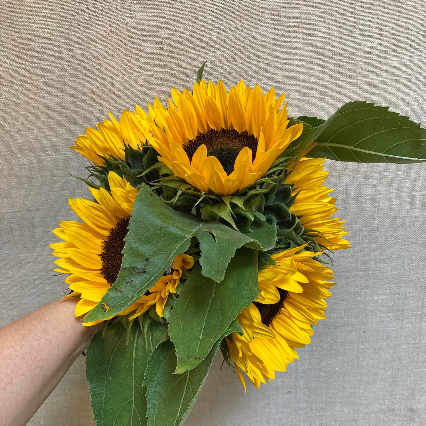 Sunflower
