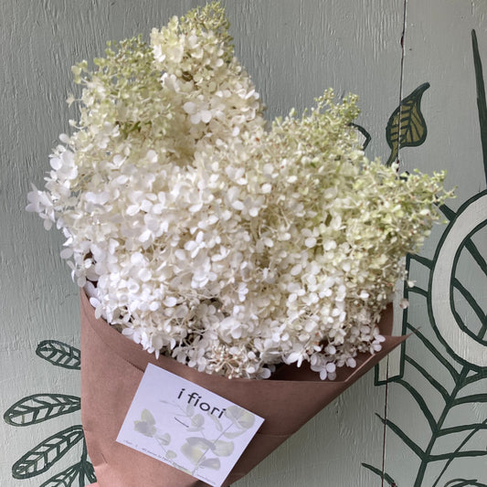 Hydrangea bunch