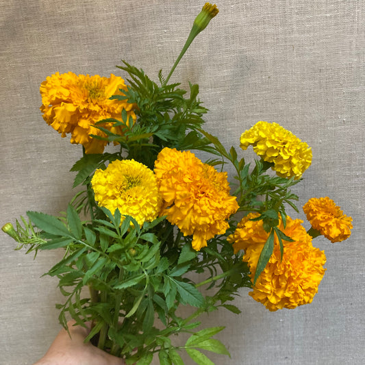 Marigold bunch