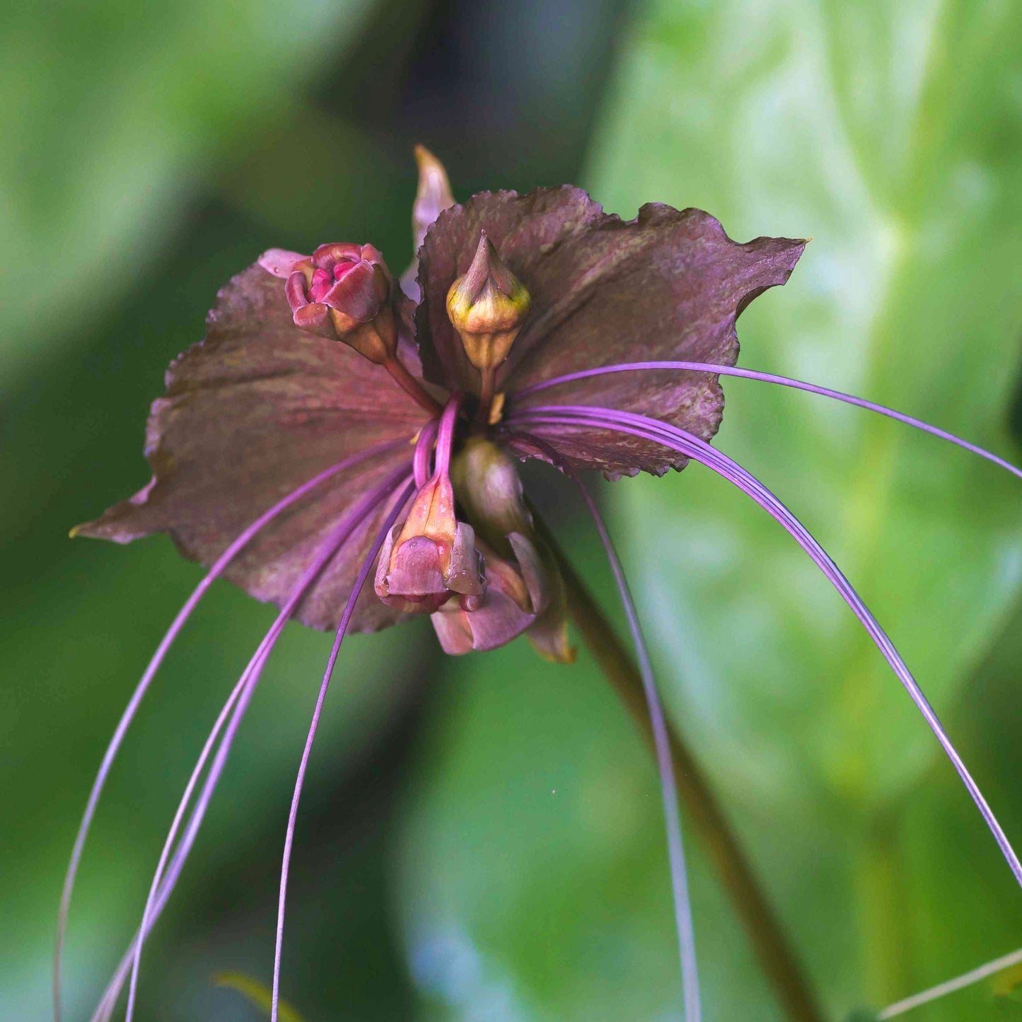 Tacca Plant - Bat Flower 4”
