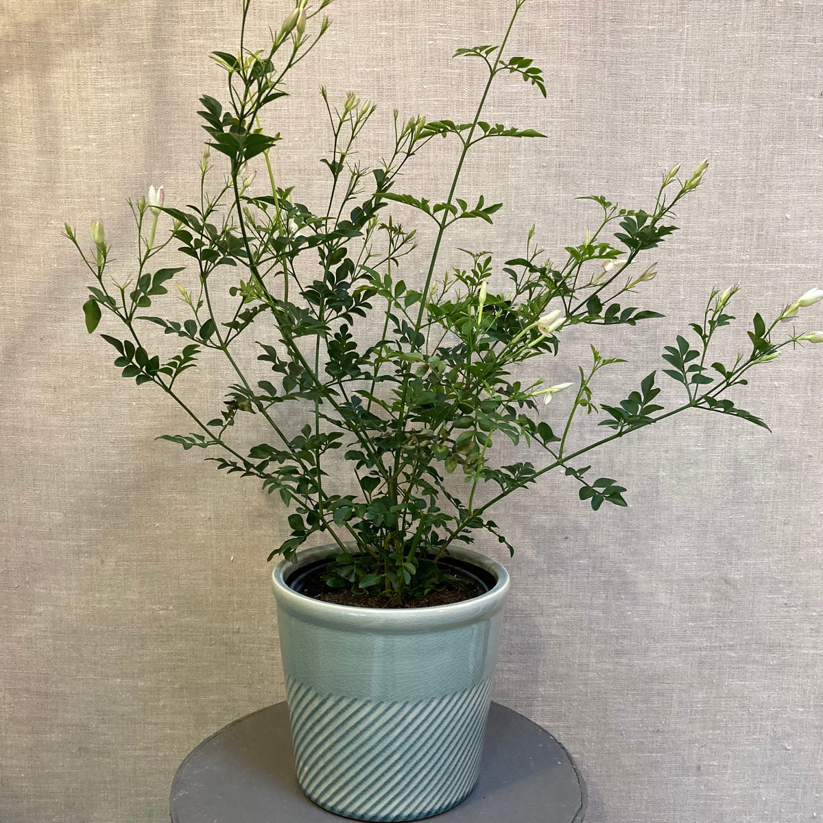Jasmine - 6"