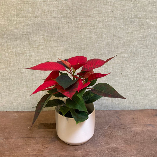 Poinsettia 2.5” pot
