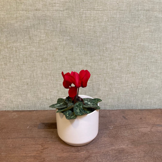 Cyclamen 2.5” pot