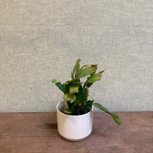 Christmas cactus 2.5” pot