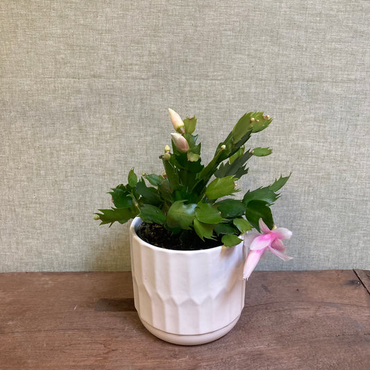 Christmas Cactus 4”