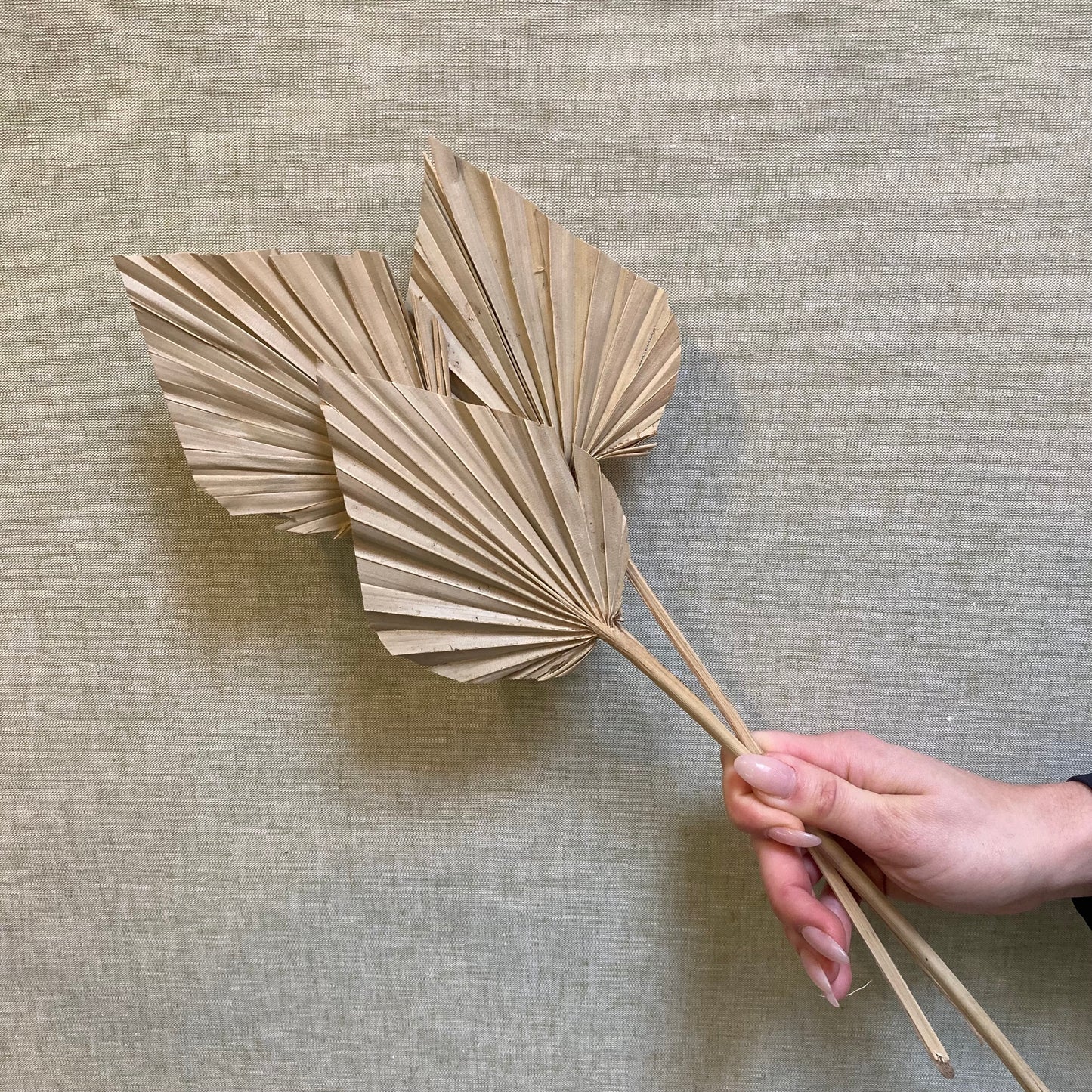 Dried Palm Fan