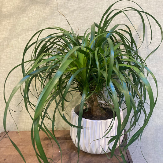 Ponytail Palm in 6” Pot