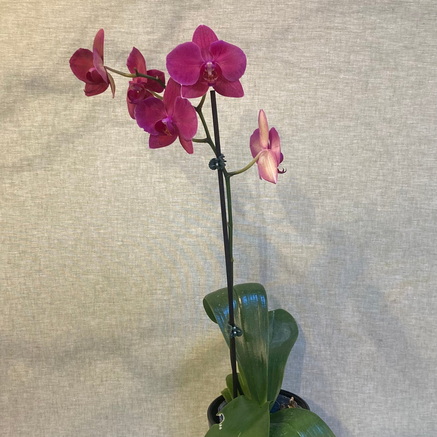 Orchid in  5” black pot