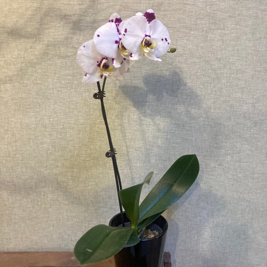 Orchid in  5” black pot